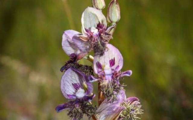 Disa_Lugens_1_1520495650