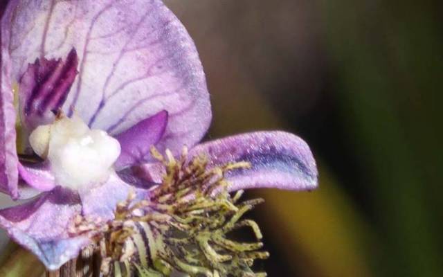 Disa_Lugens_Grootbos_Private_Nature_Reserve_1520496038