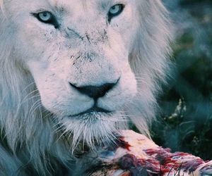 Urgently in need of red meat!