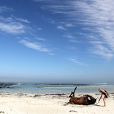 #gansbaaipearlybeachhorsetrails