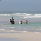 #gansbaaipearlybeachhorsetrails