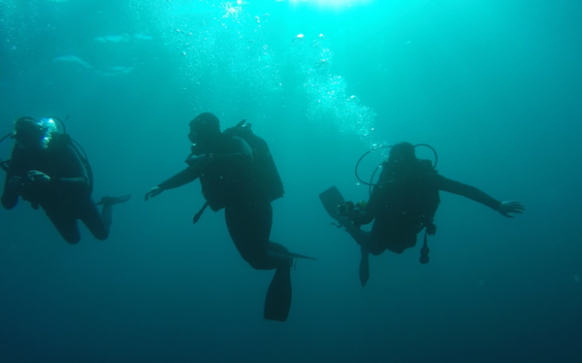 Scuba_in_Gansbaai_1521198952