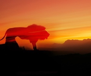 Sunset Visits at Panthera Africa Big Cat Sanctuary