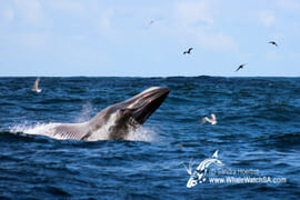 Whales of Dyer Island - Bryde's Whale