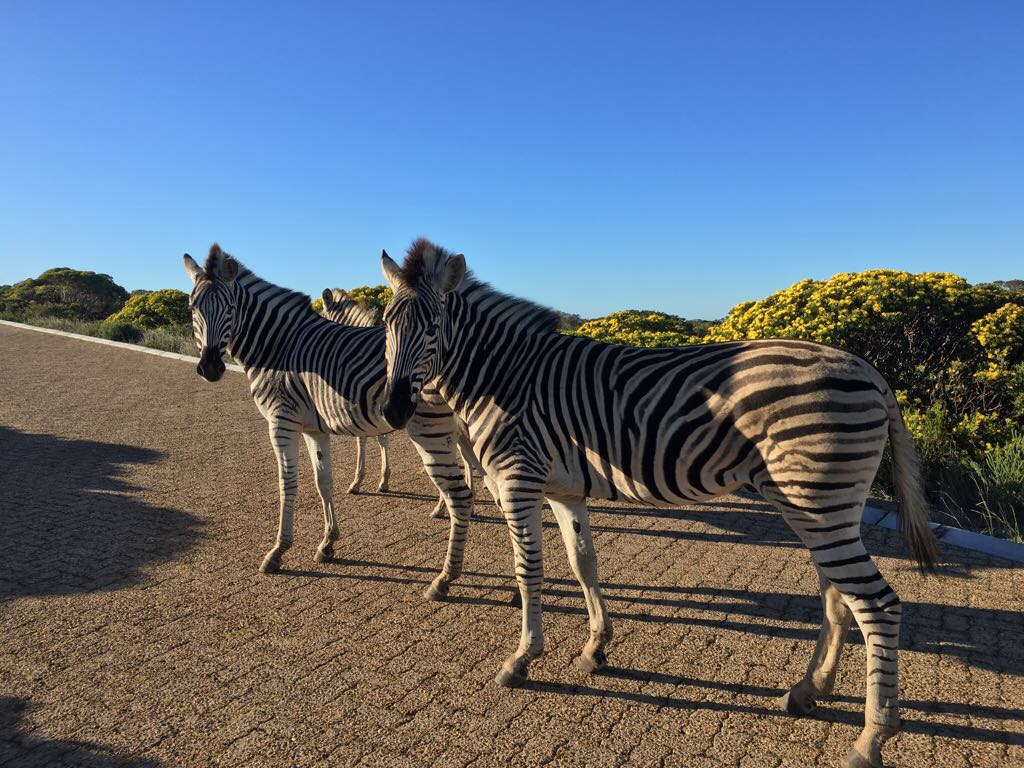 Zebras in the road at the Romansbaai Beach and Fynbos Estate