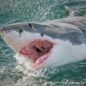 1. Great White Shark (Image courtesy of White Shark Projects)