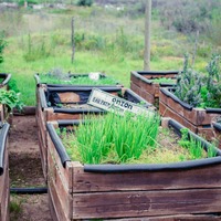 Herb & vegetable garden