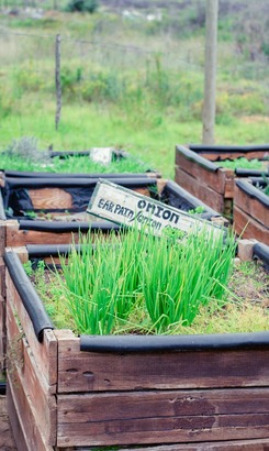 Food_4_thought_herb_and_vegetable_garden_1525936611