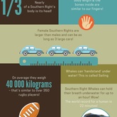 Southern Right Whale Infographic