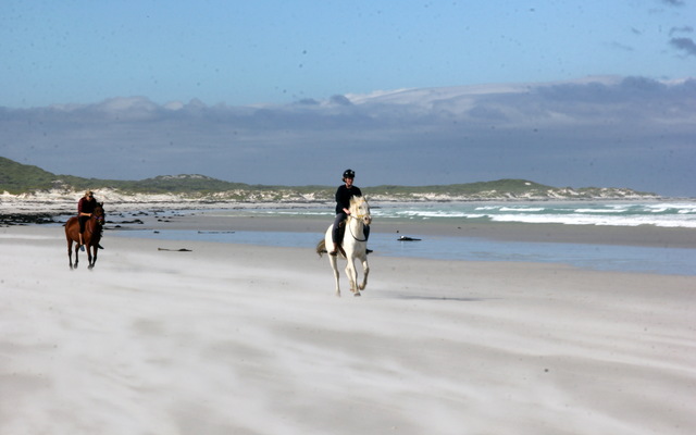 #funinthesun #seahorses #pearlybeachhorsetrails