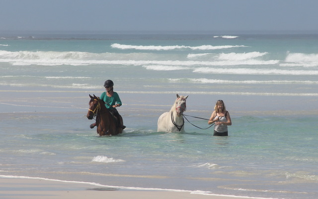 #funinthesun #seahorses #pearlybeachhorsetrails