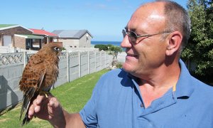 BARC red Rooi Valkie