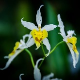 Oncidium Seredipity Yellow Mellow