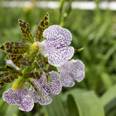 Eikenhoff Orchid Nursery