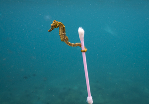 World Environment Day