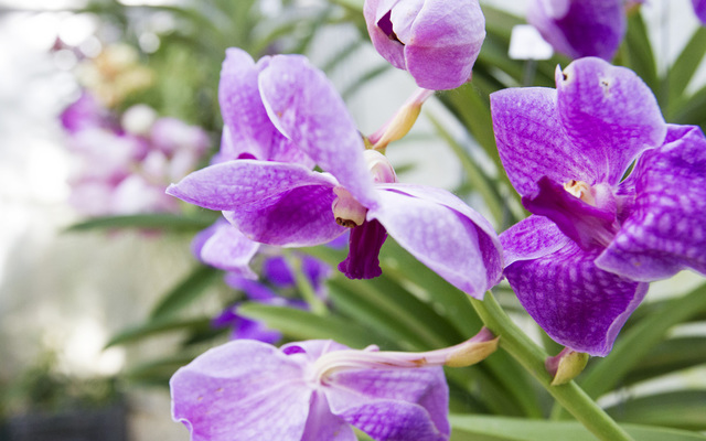 Eikenhoff_orchid_4__1528458870