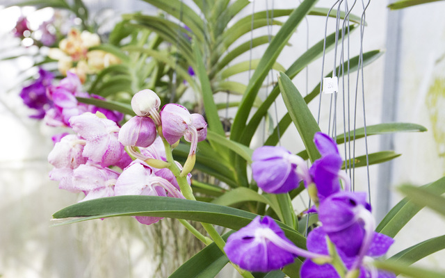 Eikenhoff_orchid_5__1528458871