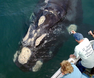 Whale Viewing 2018: A Guide to Boat-based Whale Watching