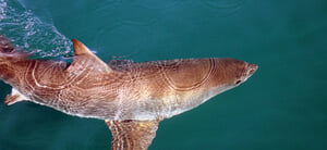 This is a MacOS test