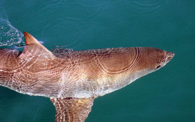 great_white_shark_capital_of_the_world_gansbaai_south_africa_1530003931