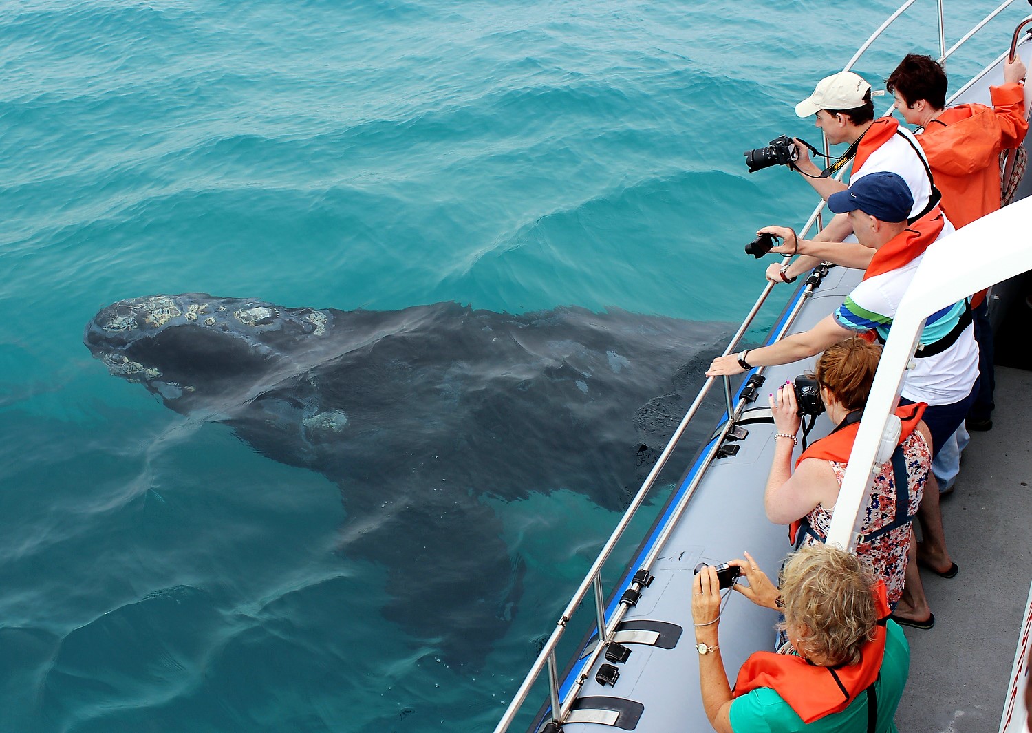 whale watching tour from hermanus