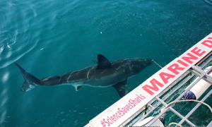 Daily Blog 17 July 2018