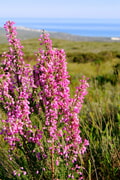 The Erica Irregularis