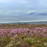 The Erica Irregularis