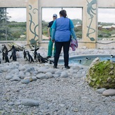 Penguins after swimming session