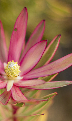 kleinmond_accomodation_the_grail_centre_wild_flower_1533115662