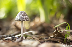 kleinmond_accomodation_the_grail_centre_wild_ink_mushroom_1533115743