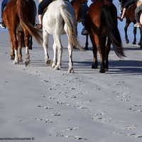 #Gansbaai & Pearly Beach Horse Trails