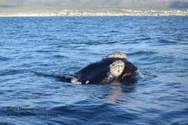 Whale Watching Trips