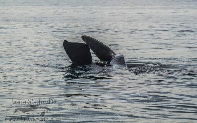 38204285_2132717746747366_1532203422202200064_o_1533283461