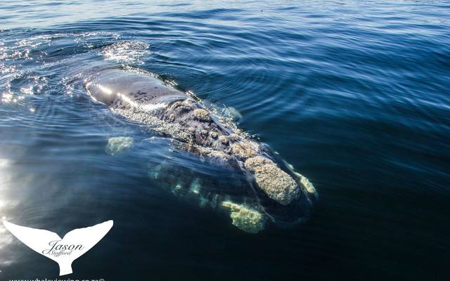 38391798_2132721776746963_1216160491404001280_o_1533283533