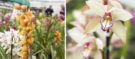 stanford_nursery_eikenhoff_orchid_nursery_orange_white_orchid_1534159349