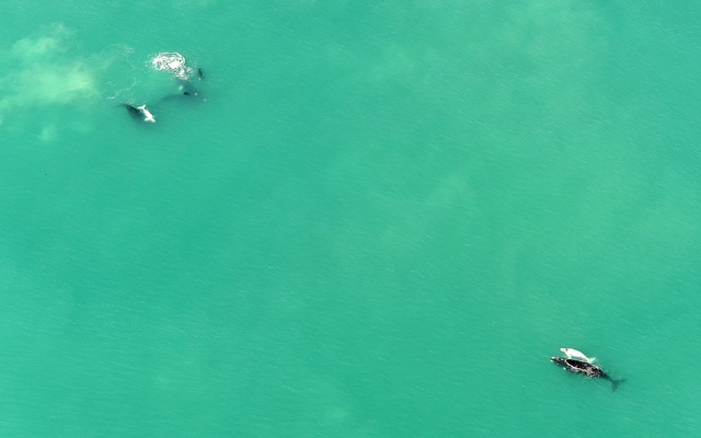 Photo_whale_1_edit__1534939241