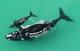 Record for whale sightings at De Hoop!