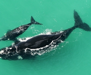 Record for whale sightings at De Hoop!