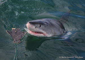 Daily Blog 03 September 2018