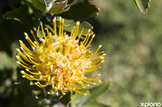 kleinmond_gardens_banwell_gardens_in_bloom_yellow_pincushion_1536328402
