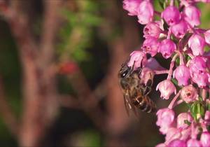 Our new Hive to Home experience