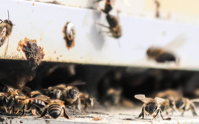 grootbos_bees_1536564629