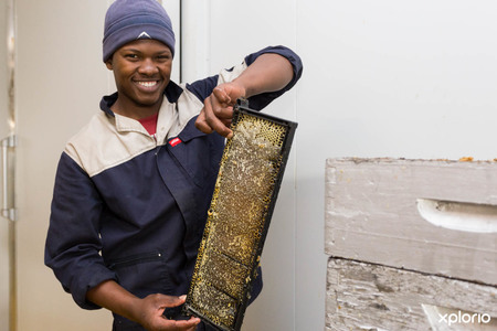 Overberg_honey_co_brood_frame_before_honey_is_pressed_out_1527058597_1537514127