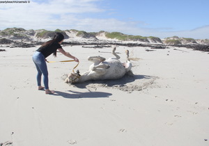 Premium Beach Trails = Premium Bucket List Dreams..