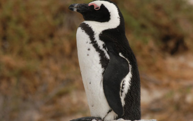 things_to_do_other_activities_penguin_1538563063