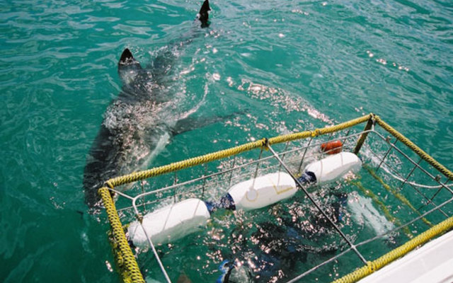 things_to_do_shark_watching_shark_cage_1538563059
