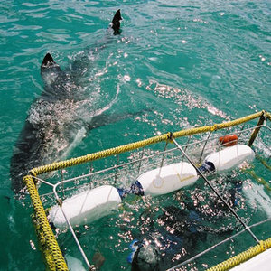 things_to_do_shark_watching_shark_cage_1538563059