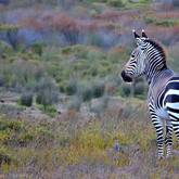 Zebra at De Hoop Collection