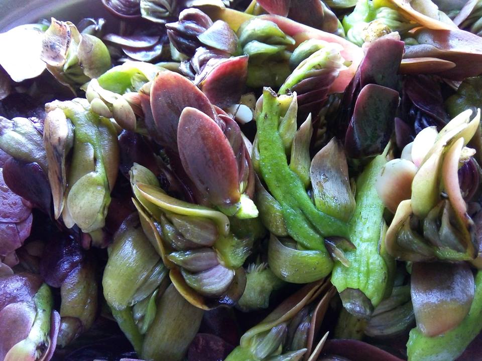 Waterblommetjies for sale at Baardskeerdersbos market